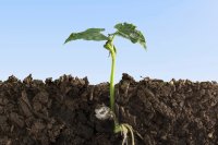 Insect Frass: A Promising, Eco-Friendly Option for Improving Soil Health, Crop Production, and Farming Systems